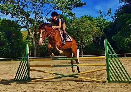 Foto de Cavalo Pulando Obstáculos Durante O Treinamento De Escola